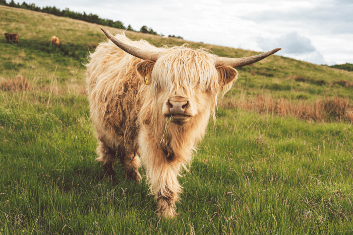 What Makes the Highland Cow So Special?