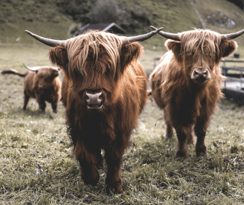 What Makes the Highland Cow So Special?