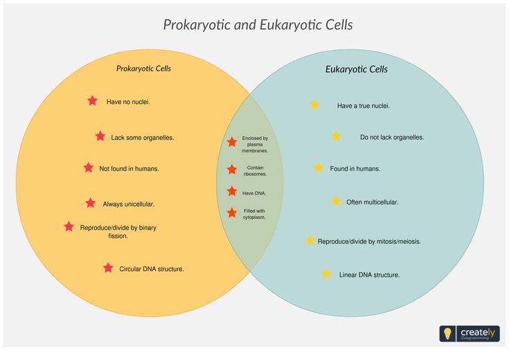 prokaryotic vs eukaryotic venn diagram