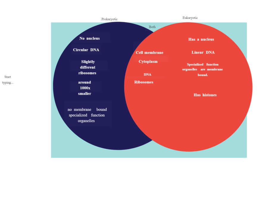 prokaryotic vs eukaryotic venn diagram prokaryotic vs eukaryotic venn diagram