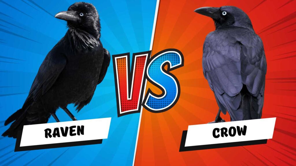 crow vs raven